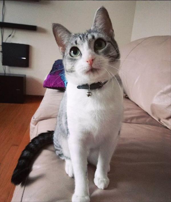 /images/uploads/griffin pond animal shelter/loveyourpet2018/entries/6554thumb.jpg